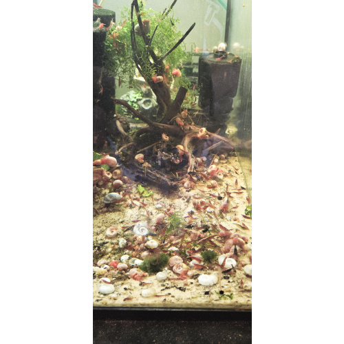 30x Mixed grade cherry shrimps Neocaridina davidi