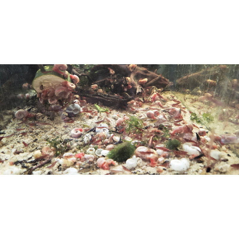 30x Mixed grade cherry shrimps Neocaridina davidi