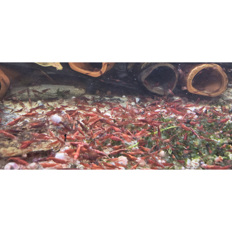 10x Bloody Mary Shrimp Neocaridina davidi