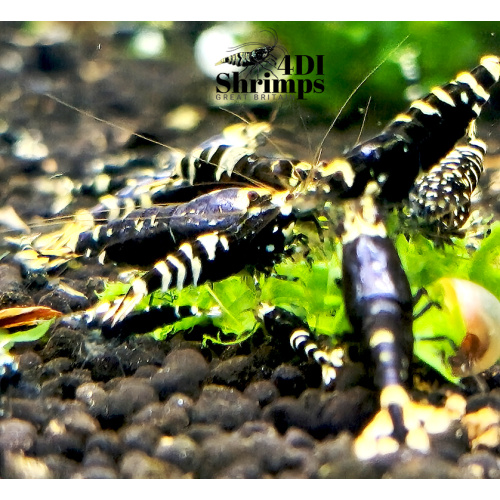 X5+1 Purple nanashi Metallic Caridina High Grade