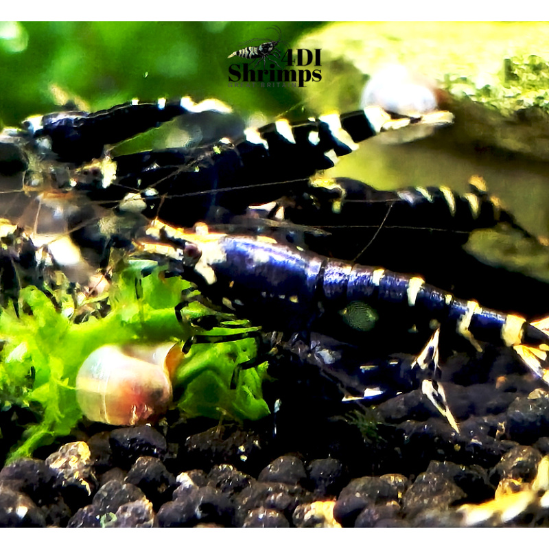 X5+1 Purple nanashi Metallic Caridina High Grade
