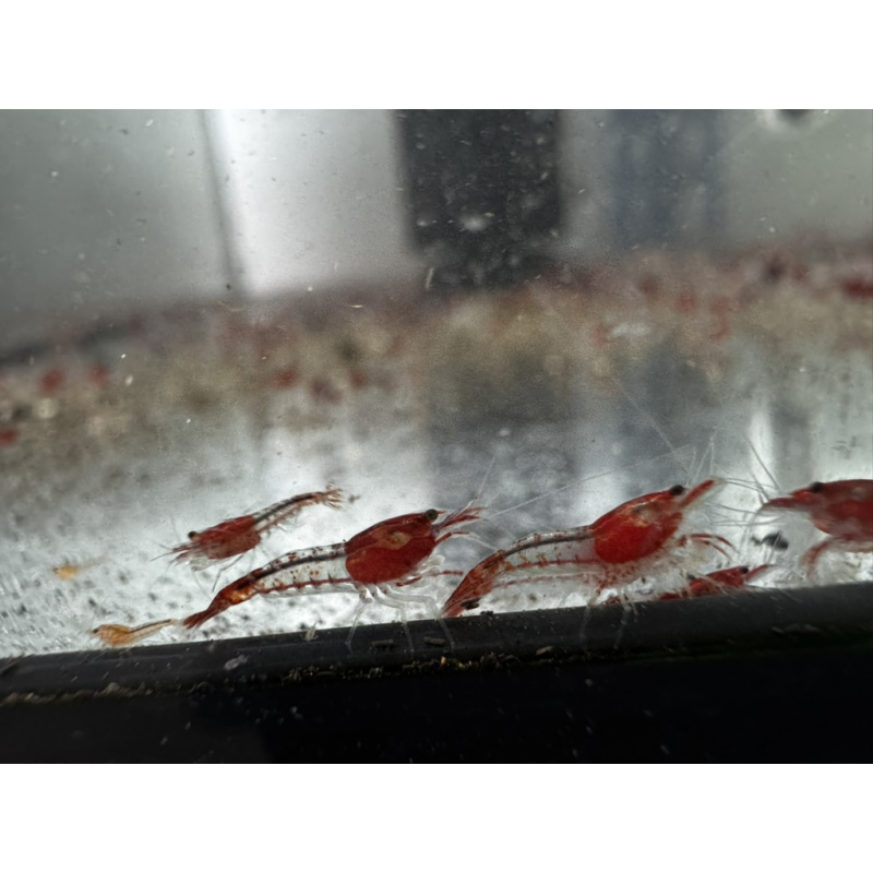 Red Rili Neocaridina Shrimp 10+2