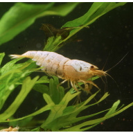 10x UK Bred Snow White Caridina Shrimp (aka Pure White Line - PWL)
