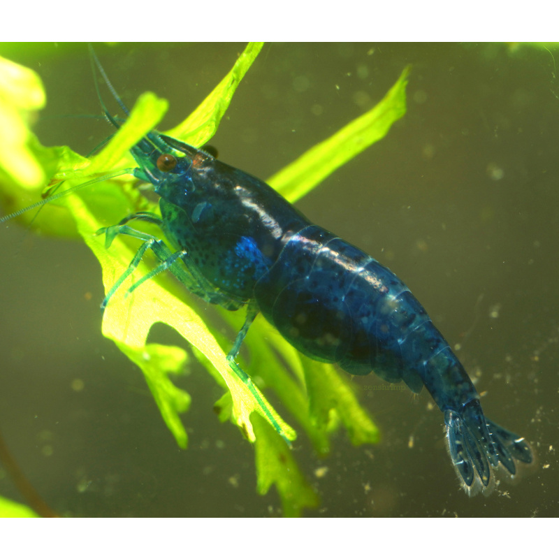 10x UK Bred Blue Diamond Neocaridina Shrimp - Opaque Dark Glossy Blue