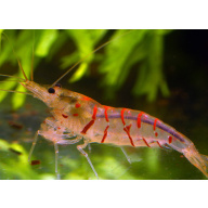 10x UK Bred Red Tiger Shrimp - Caridina mariae “Red Tiger”