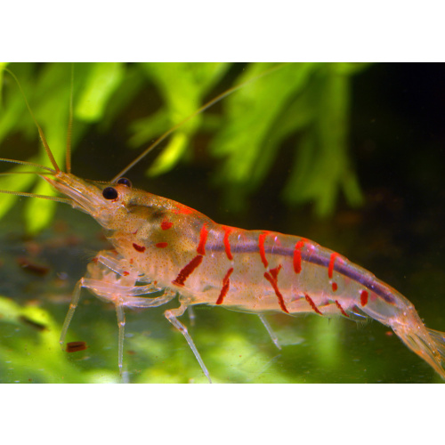 10x UK Bred Red Tiger Shrimp - Caridina mariae “Red Tiger”