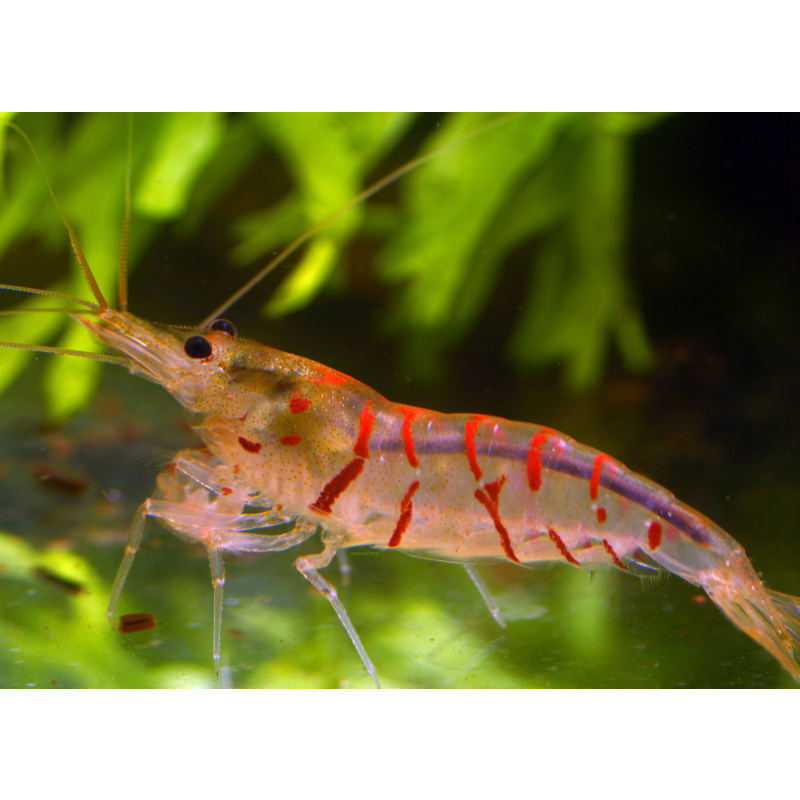 10x UK Bred Red Tiger Shrimp - Caridina mariae “Red Tiger”