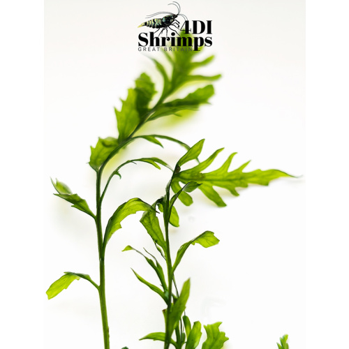 2x Bolbitis heudelotii, or African water fern