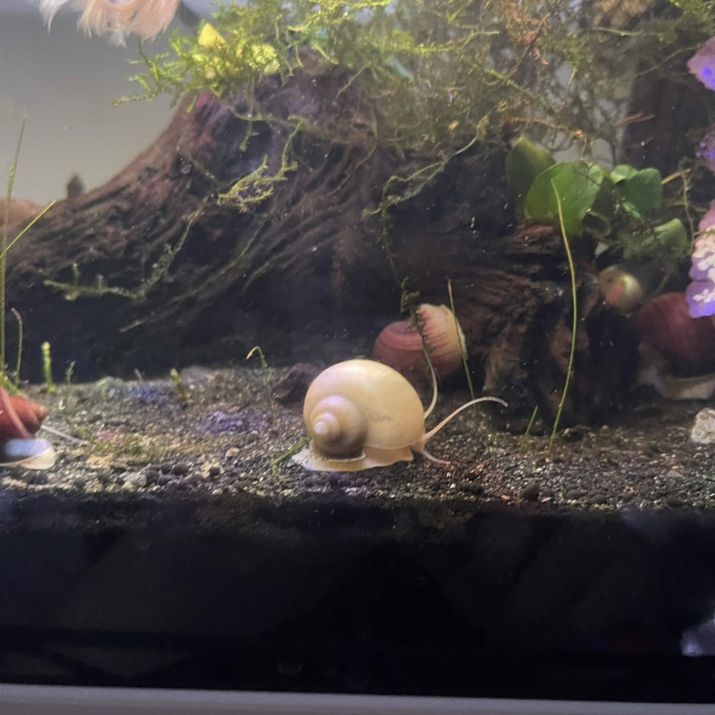 1x  Young Mystery Snail (Ivory)