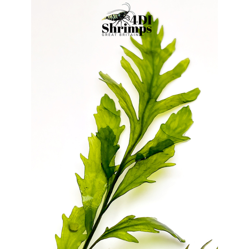 2x Bolbitis heudelotii, or African water fern