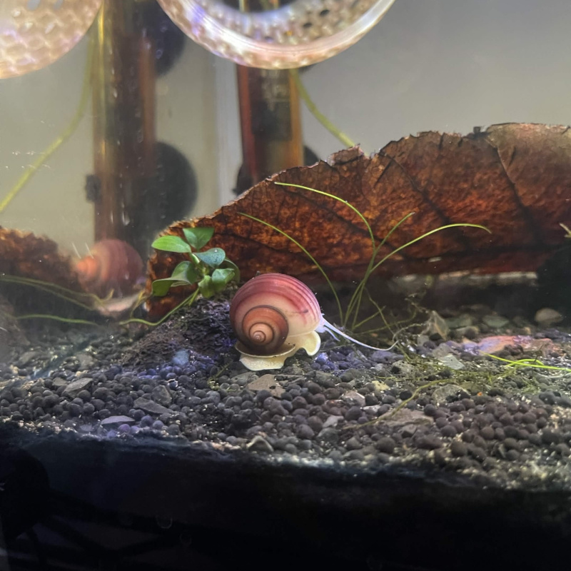 2x  Young Mystery Snail (Magenta)