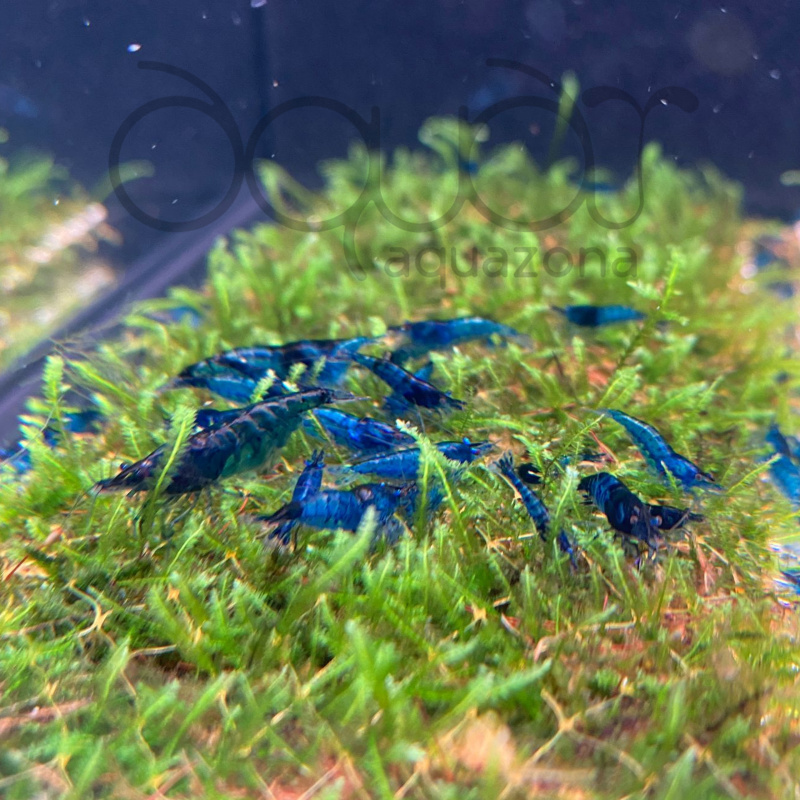 [Shrimp Starter Kit] 10xBlueDream +2Extra + Indian Almond Leaves Catappa + Ultra Fresh Shrimp Food + Bamboo Charcoal with Moss + FREE Expert Guide