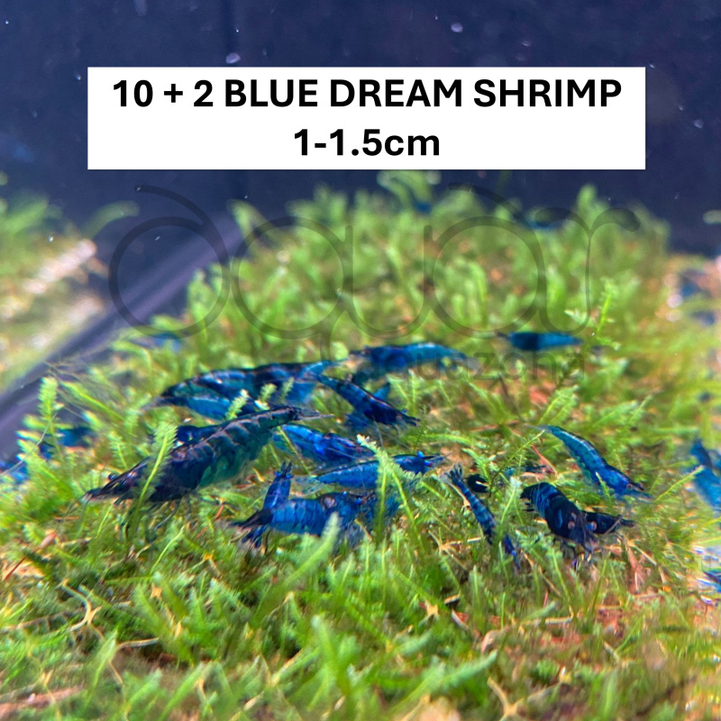 Blue Dream Shrimp Starter Kit | 10+2 Shrimp, Food, Moss & Care Guide