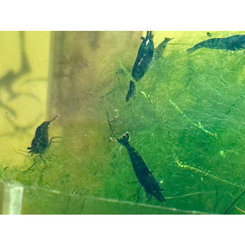 10x Blue Shrimps Various deals available READ DESCRIPTION