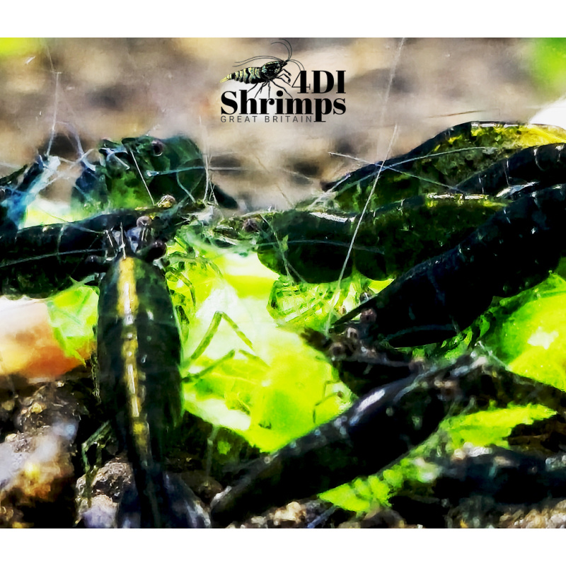 X5+1 Neocaridina Green Jade  Deep Green