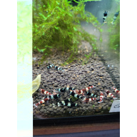 Blue/Red Panda Taiwan Bee Shrimp