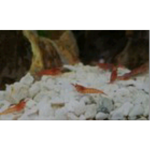 5 Red Cherry Shrimp.