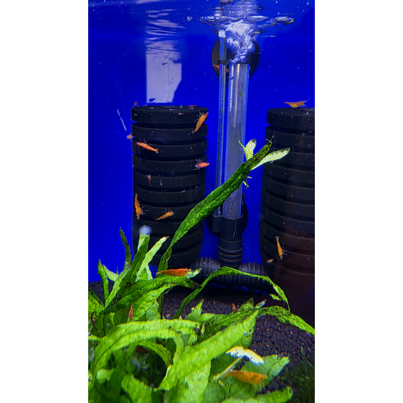 10 +1 sunkist orange neocaridina