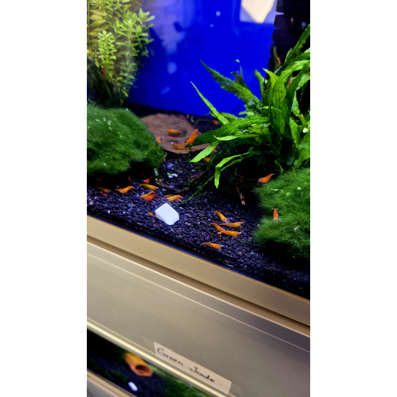 10 +1 sunkist orange neocaridina