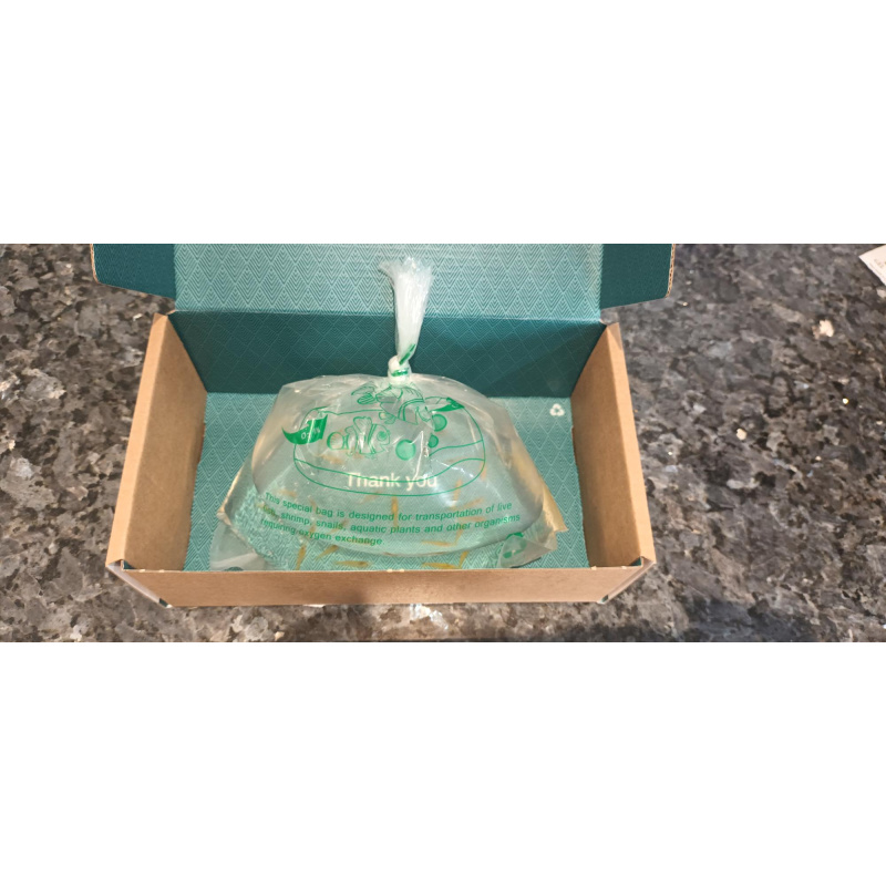 50 Yellow Cherry Shrimp, sent in breather bags