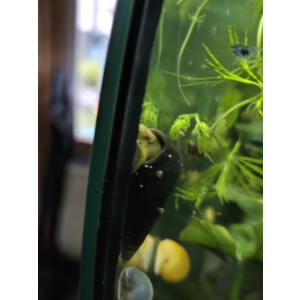 Erik's Shrimps and snails