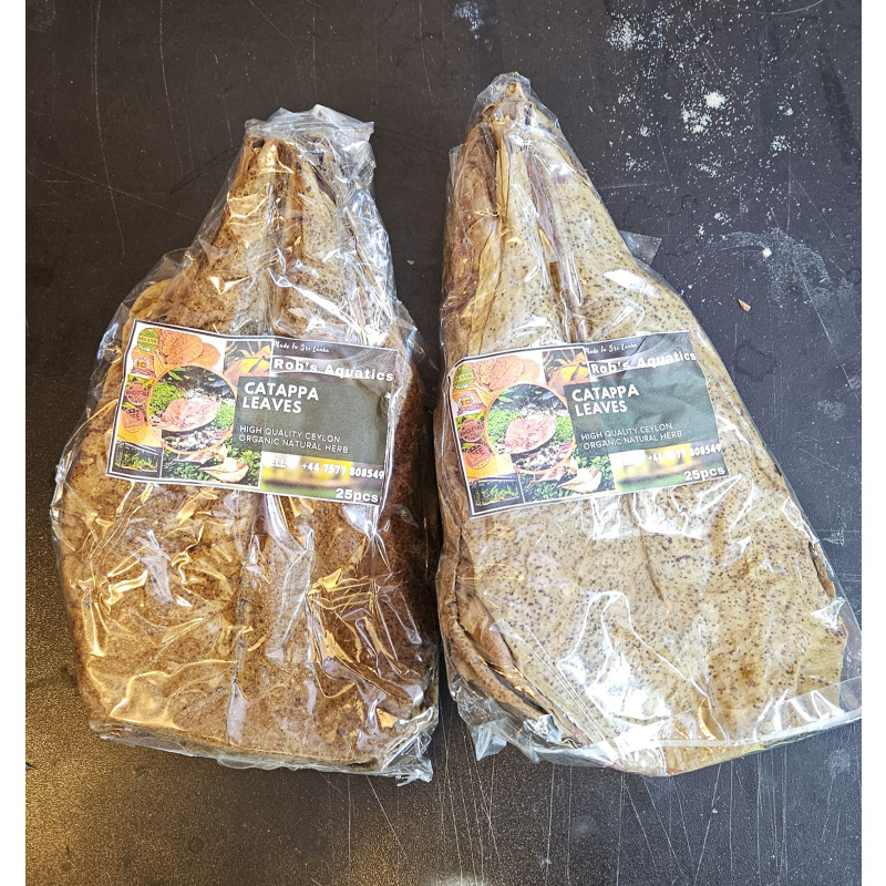 Cattapa leaves Indian almond leaves x100