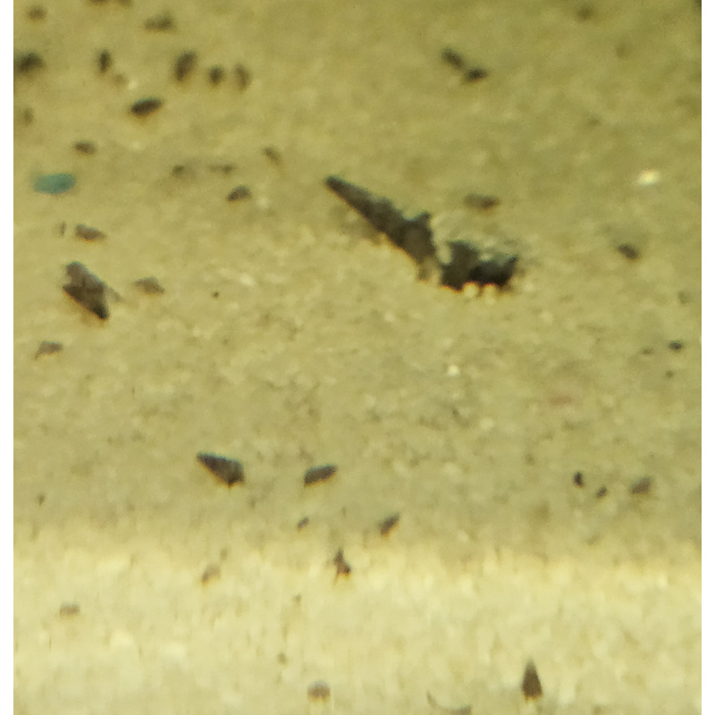 10 Malaysian Trumpet Snails