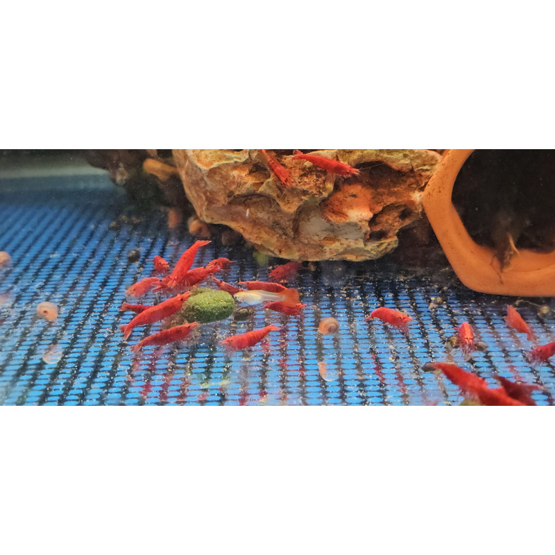 HIGH GRADE RED SHRIMPS X 10