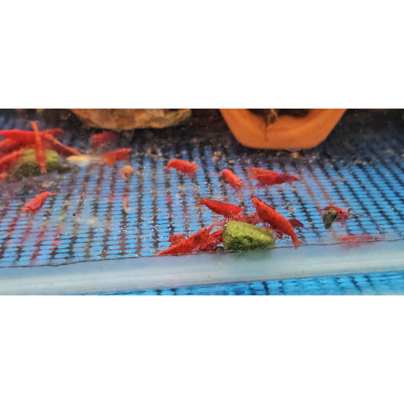 HIGH GRADE RED SHRIMPS X 10