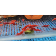 HIGH GRADE RED SHRIMPS X 10