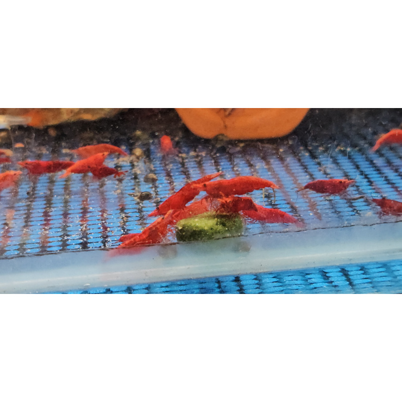 HIGH GRADE RED SHRIMPS X 10