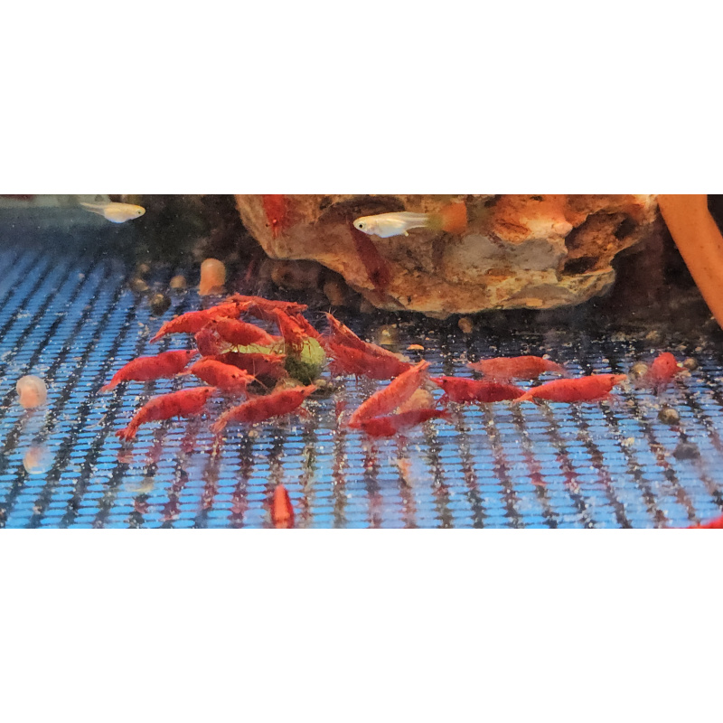 HIGH GRADE RED SHRIMPS X 10