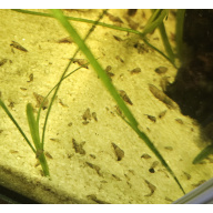 10 Malaysian trumpet snails