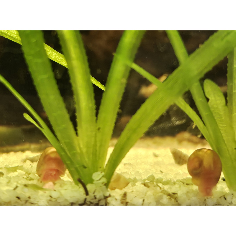10 Ramshorn snails