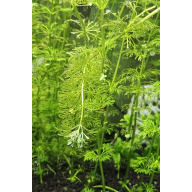 Limnophila sessiliflora