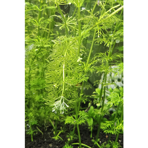 Limnophila sessiliflora