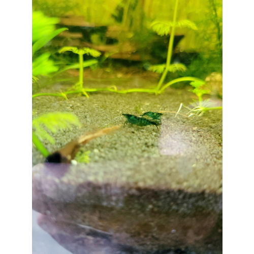 Blue Dream Shrimp
