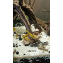 5x + 1 DOA Yellow Goldenback Neocaridina Shrimp