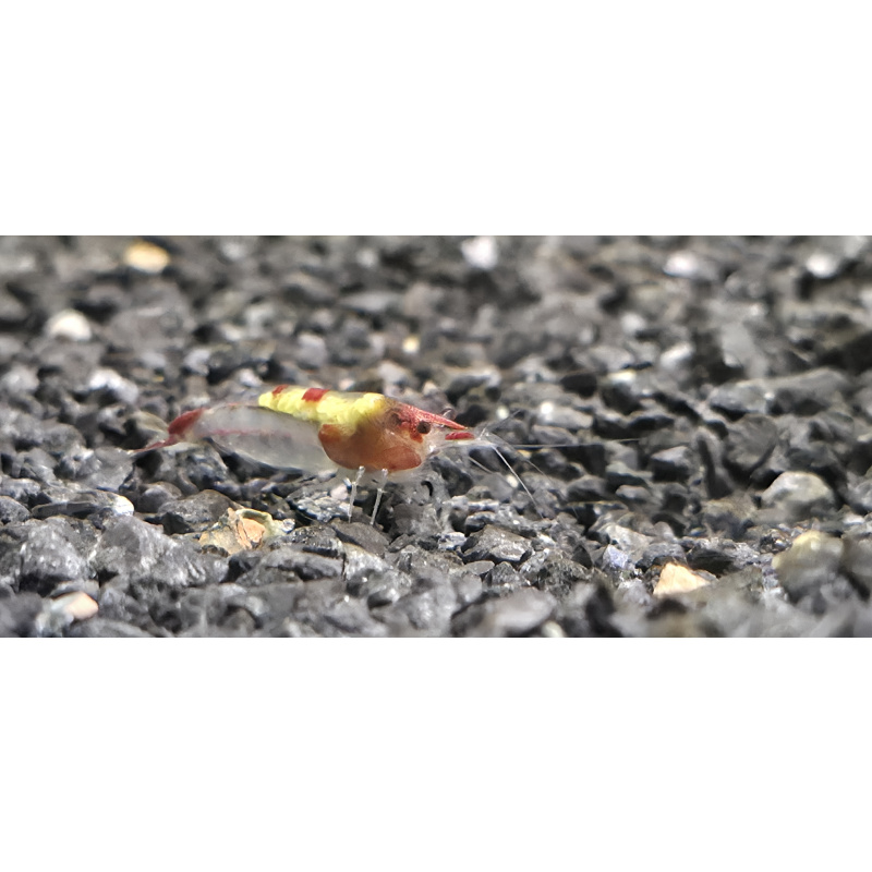 Neo Superman Shrimp 5+1