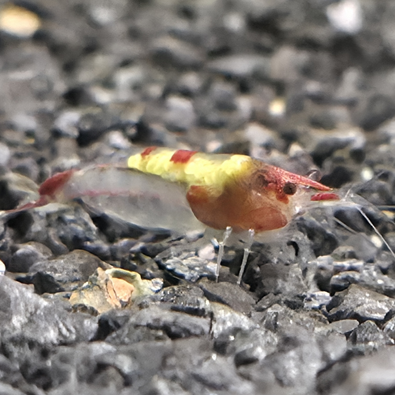 Red Rili Shrimp 10+2