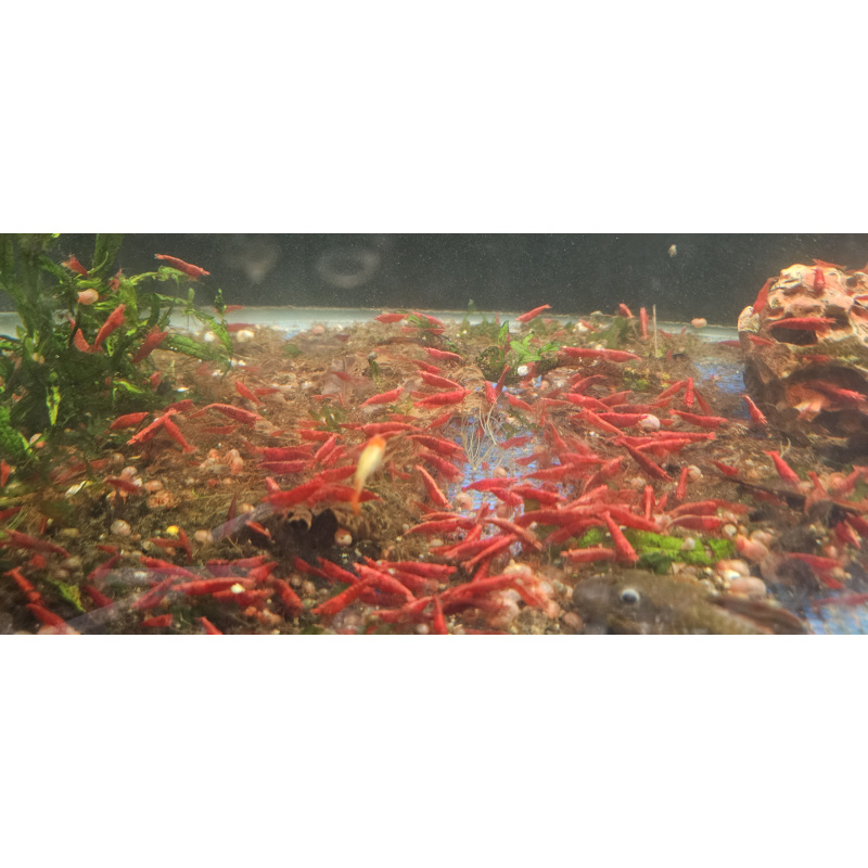 Fire Red Shrimps High Grade x10