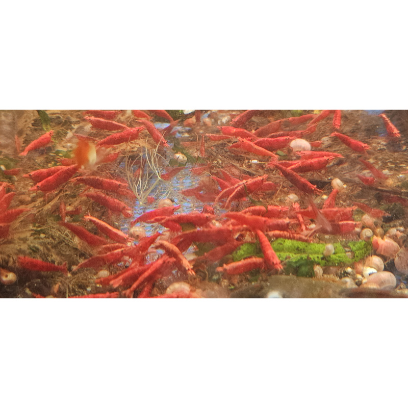 Fire Red Shrimps High Grade x10