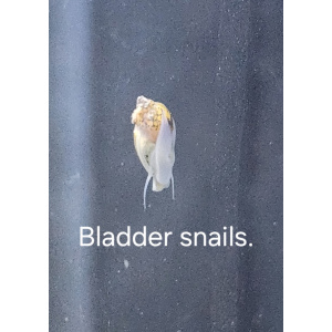 Bladder2000