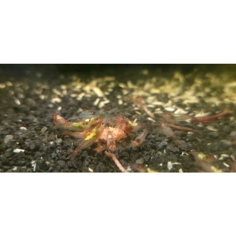 Neo Superman Shrimp 5+1