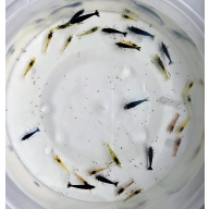 28+2 beautiful Mixed Colour Neocaridina Shrimp