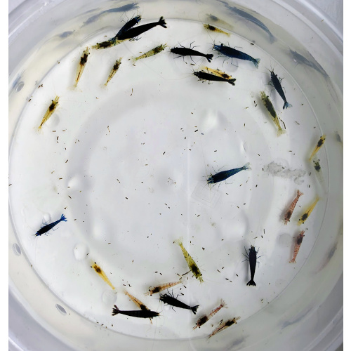 28+2 beautiful Mixed Colour Neocaridina Shrimp