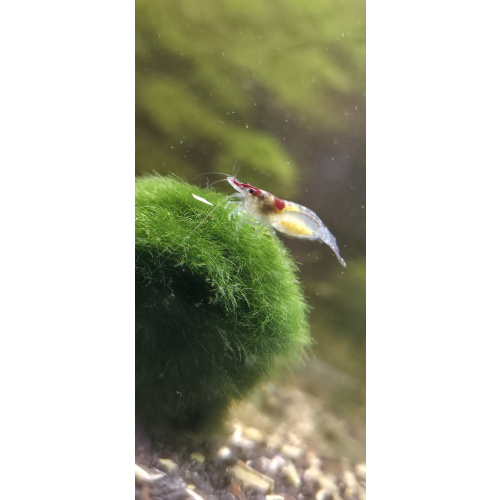 Neo Superman Shrimp 5+1