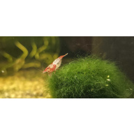 Red Rili Shrimp 6+2