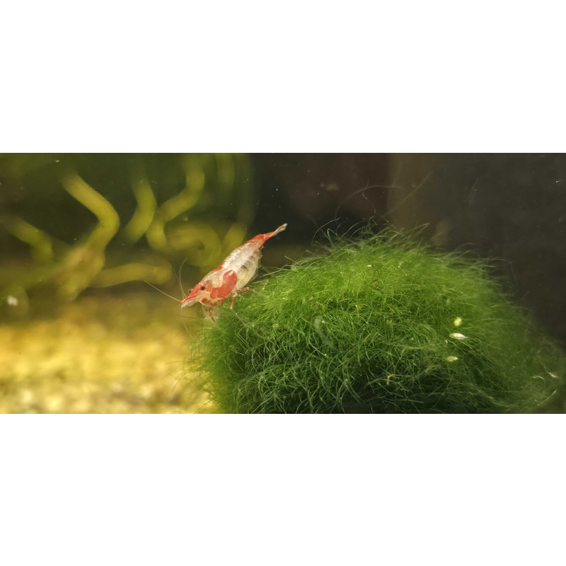 Red Rili Shrimp 6+2