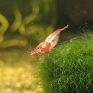 Red Rili Shrimp 10+2